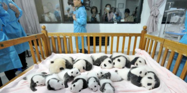 CHENGDU, CHINA - SEPTEMBER 23: (CHINA OUT) Fourteen Panda cubs lie on a bed for members of the public to view at Chengdu Research Base for Giant Panda Breeding on September 23, 2013 in Chengdu, Sichuan Province of China. In 2013 twenty Panda cubs were born, with 17 of those cubs surviving. The Chengdu Panda Base was founded in 1987 with six giant pandas rescued from the wild and today has increased their captive population to over 83 individuals. (Photo by ChinaFotoPress/ChinaFotoPress via Getty Images)