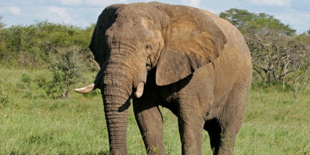 a large african bull elephant ...