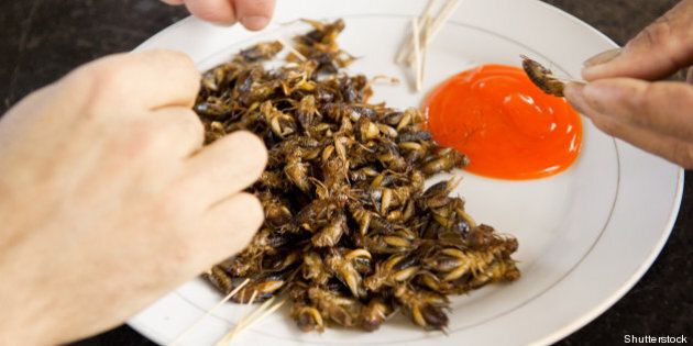 fried crickets meal wit sauce