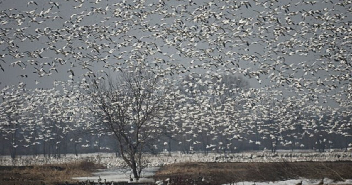 BaieduFebvre des milliers d'oies blanches au rendezvous HuffPost