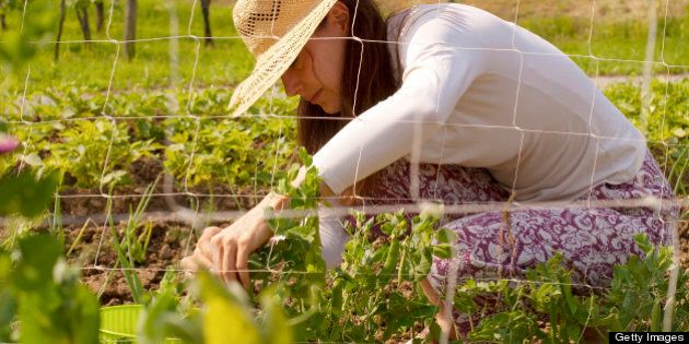 Young woman with straw hat picking peas in the vegetable garden. Slovenia.