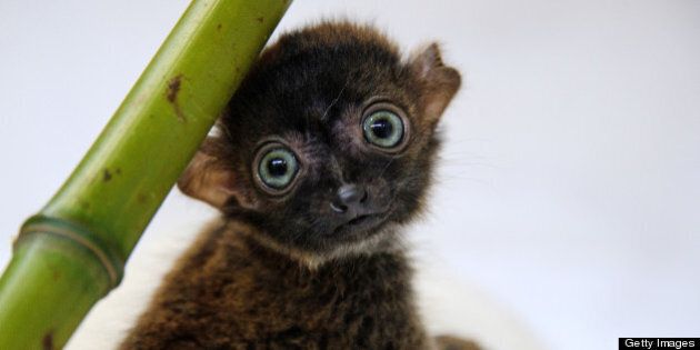 'Dimbi', a blue-eyed black lemur cub (Eulemur flavifrons) is pictured at the zoo of Mulhouse, northeastern France, on April 19, 2013. There's currently less than 2,000 blue-eyed black lemurs into the wild. AFP PHOTO / SEBASTIEN BOZON (Photo credit should read SEBASTIEN BOZON/AFP/Getty Images)