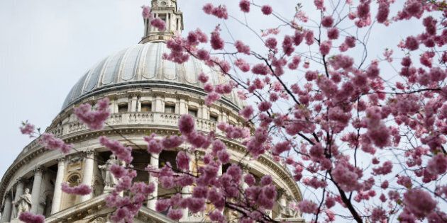 Cherry blossom is seen in front of St Paul's Cathedral in central London on April 15, 2013, a day before the ceremonial funeral of British former prime minister Margaret Thatcher. The Iron Lady will be given a send-off full of pomp and ceremony involving 700 members of the armed forces, gunfire salutes and 2,000 guests at St Paul's Cathedral in London on April 17. AFP PHOTO / LEON NEAL (Photo credit should read LEON NEAL/AFP/Getty Images)