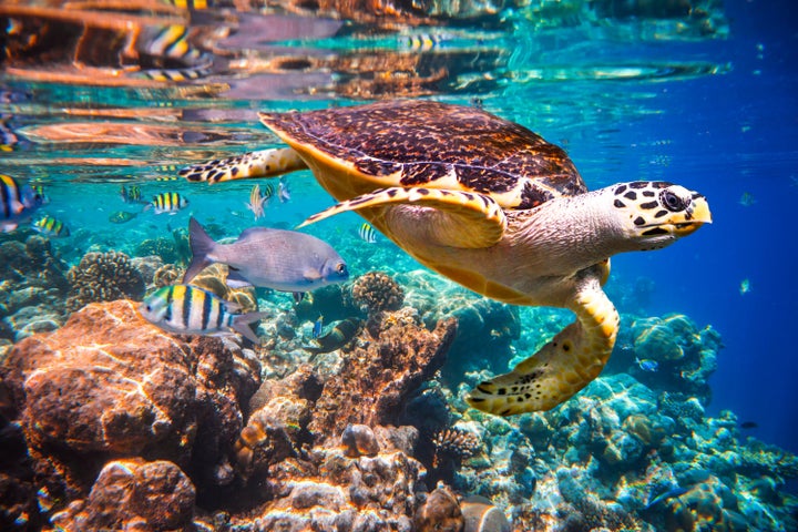 A Hawksbill turtle in the Maldives. This species is considered critically endangered by the International Union for Conservation of Nature — the last category before “extinct.”