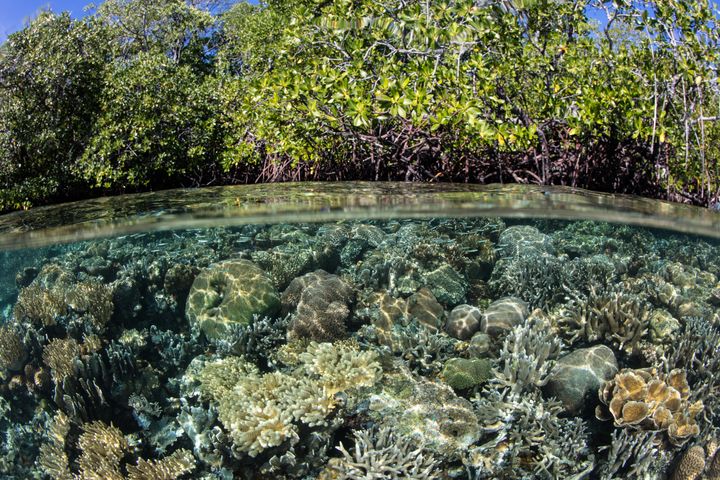 Corals grow right up to the edge of a mangrove forest in Raja Ampat, Indonesia. Mangroves are one of the world's most threatened ecosystems.