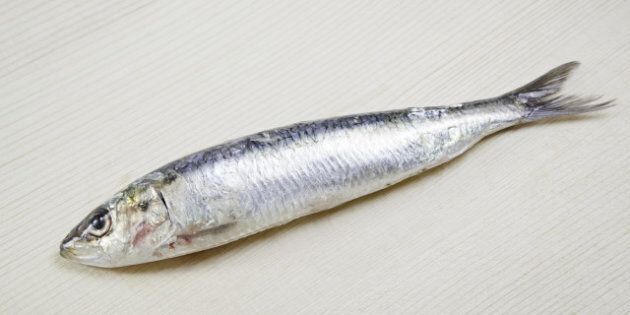 fresh sardines detail of raw ...