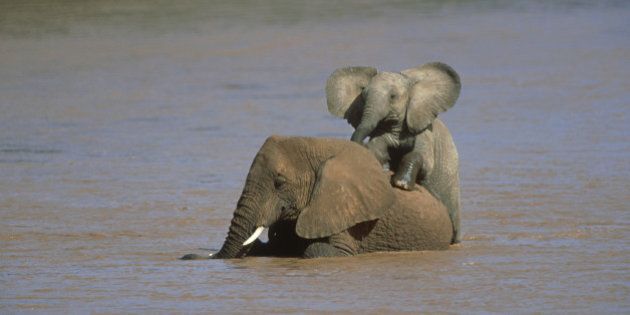 african elephants: loxodonta africana in river ewaso-ngiro samburu nr, kenya