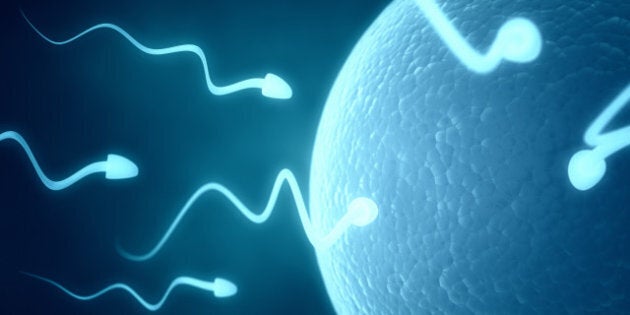 sperm cells