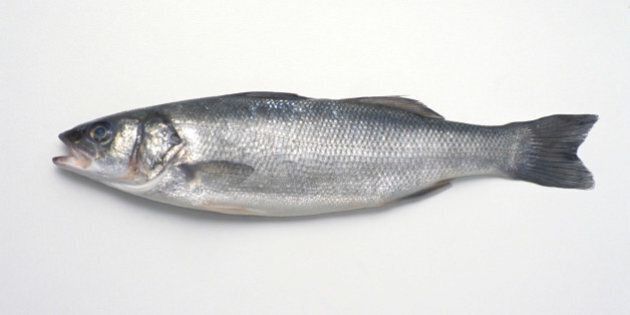 Sea Bass Fish.