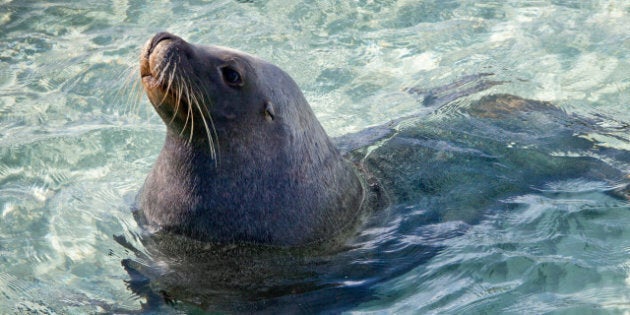 sammy the sea lion. wild sea...