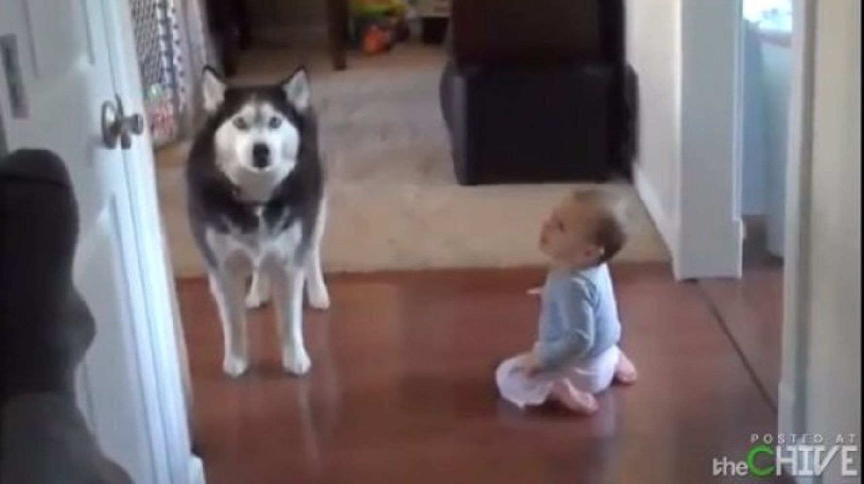 Video L Incroyable Dialogue Du Chien Qui Parle Avec Un Bebe Huffpost Null Video L Incroyable Dialogue Du Chien Qui Parle Avec Un Bebe Huffpost Null