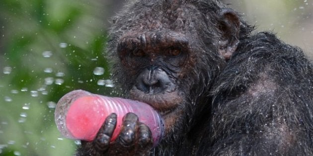 A chimpanzee licks a piece of ice during hot weather at Dusit Zoo in Bangkok on April 2, 2013. The Thai...