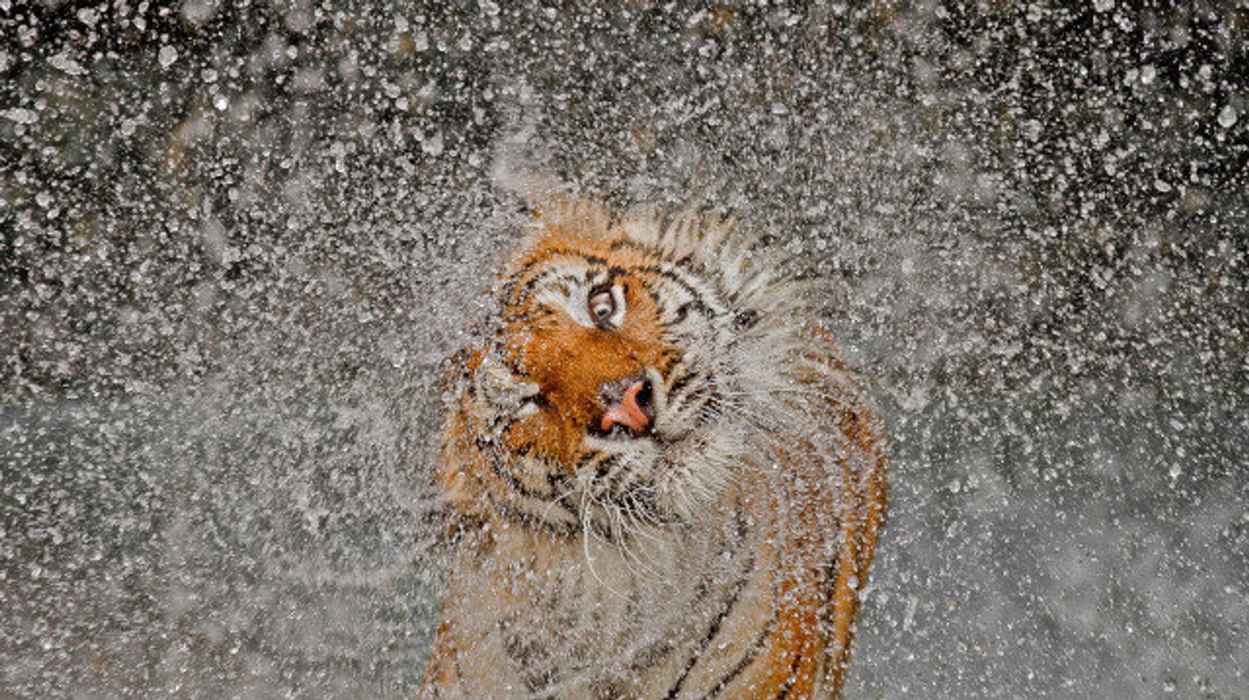 Les gagnants du concours de photos de National Geographic dévoilés