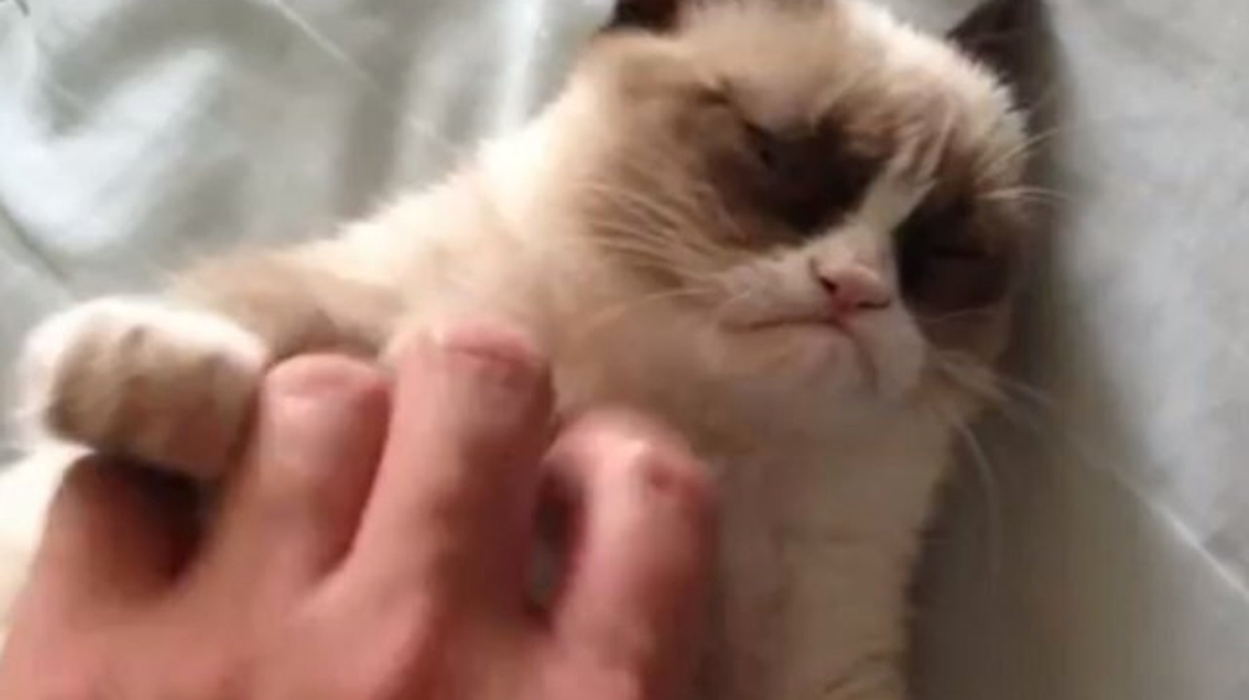 Faites Connaissance Avec Le Chat Le Plus Grognon Du Web Video Huffpost Quebec Divertissement Faites Connaissance Avec Le Chat Le Plus Grognon Du Web Video Huffpost Quebec Divertissement