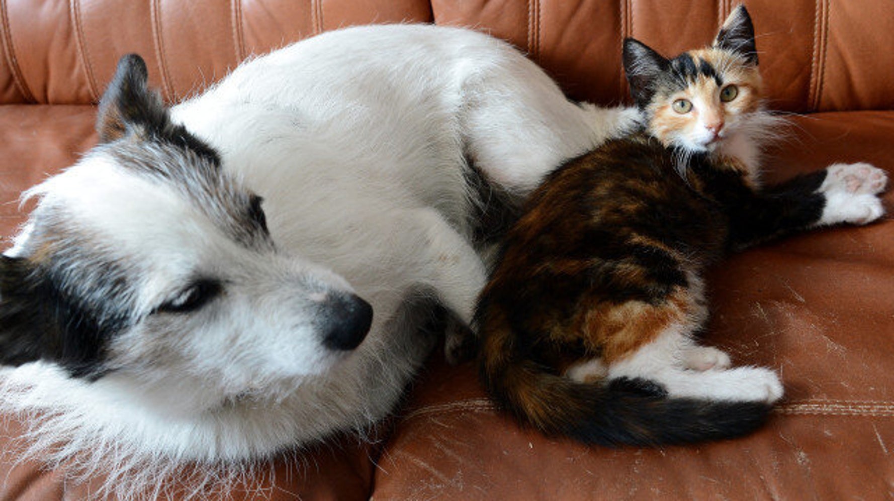 Espérance de vie des chiens et des chats nos animaux de