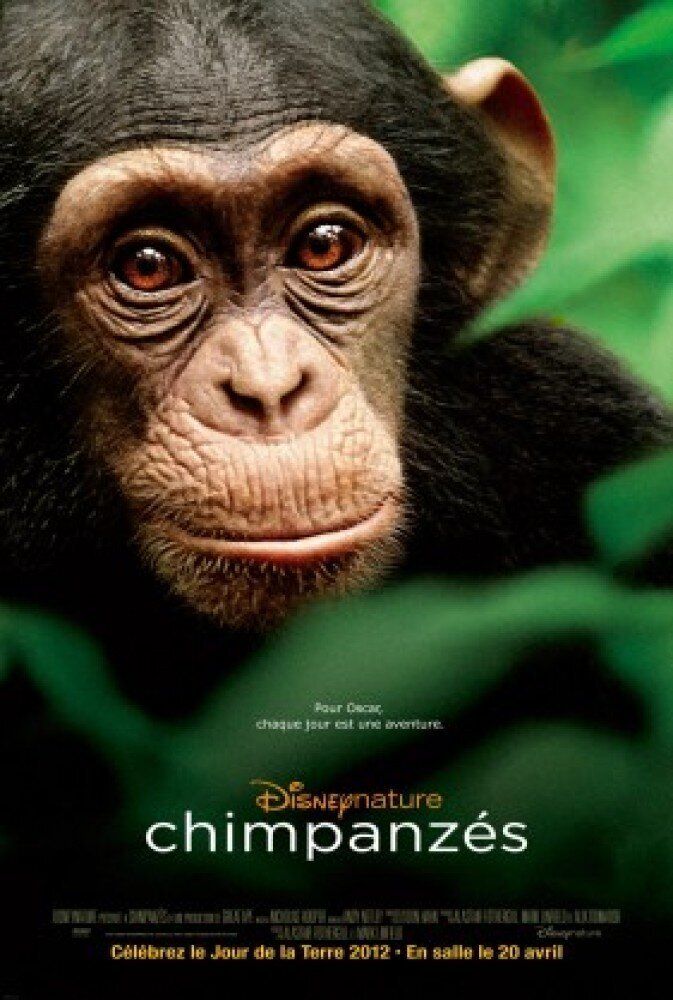 CHIMPANZES (Chimpanzee) (4)