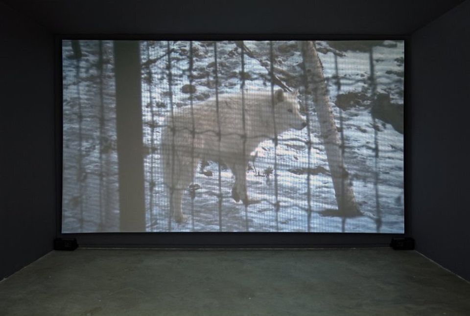 Sad Wolf (vue de l'installation), 2006
