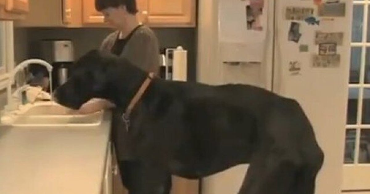 Plus Gros Chien Du Monde Guinness Guinness des records: le plus grand chien du monde est un Danois (VIDÉO