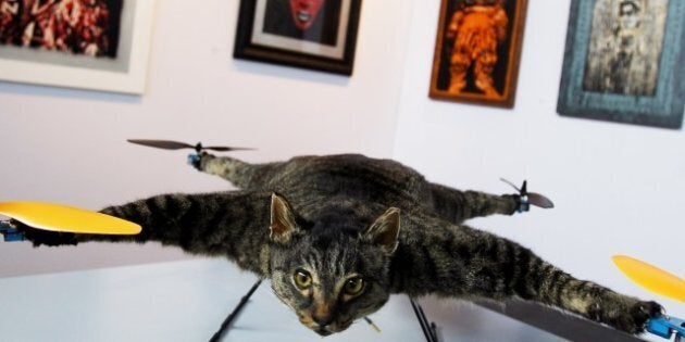 Le Chatcoptere Un Chat Empaille Transforme En Helicoptere Video Huffpost Quebec Divertissement