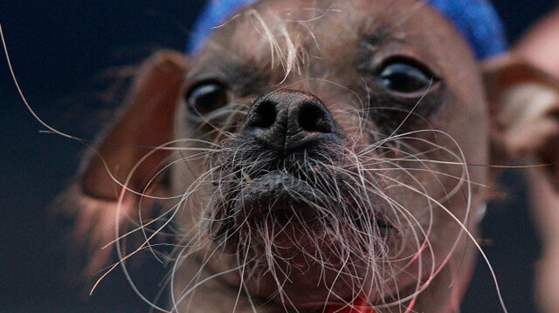 La Peluche La Plus Moche Du Monde Mugly devient le chien le plus moche du monde | HuffPost null