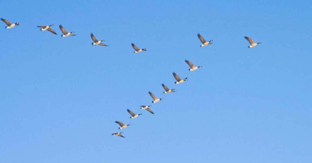 Plus tôt qu'à l'habitude, 100 000 oies sont déjà arrivées à Baiedu