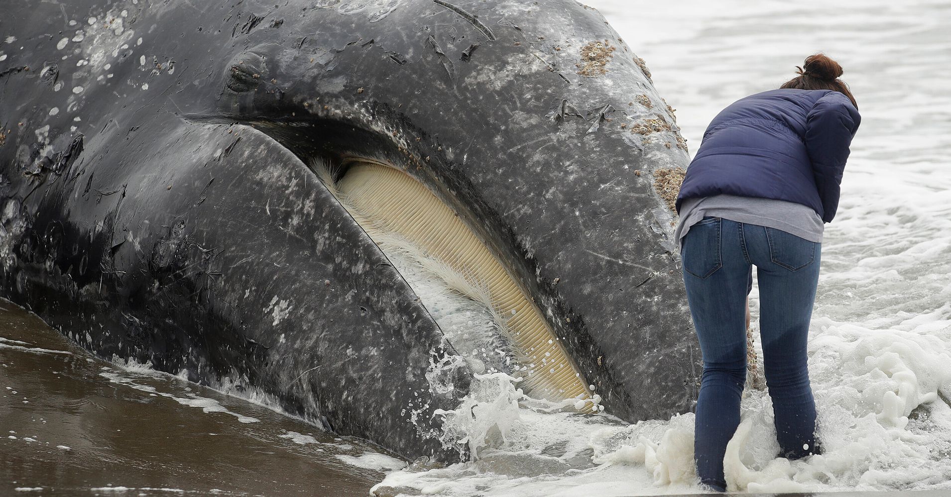 Scientist Sounds The Alarm On 9th Dead Gray Whale Off San Francisco ...