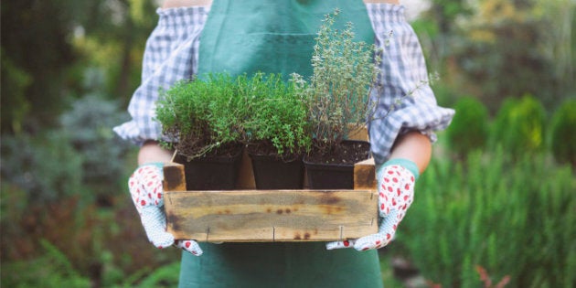 Woman holding a box with plants in her hands in garden center. Close up