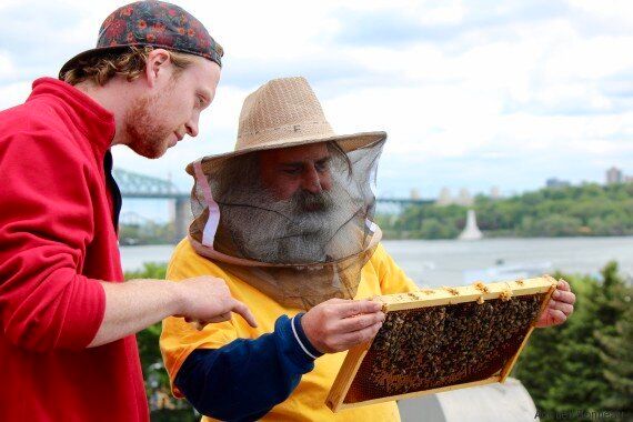 Les abeilles au service de la réinsertion sociale à l'Accueil Bonneau