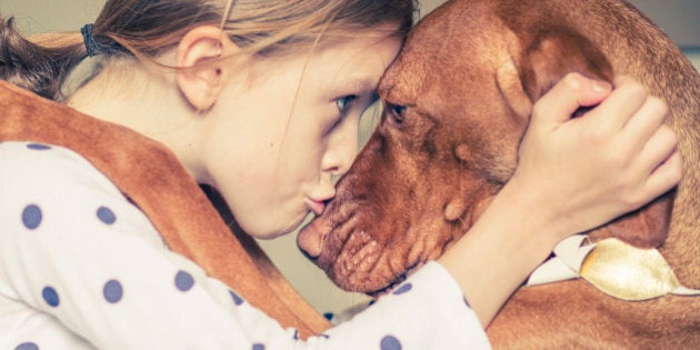 The dog breed is a Hungarian Vizsla.