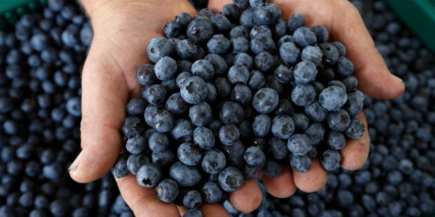 Blueberries are seen in a field at state farm