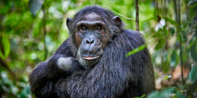 *** EXCLUSIVE ***KIBALE NATIONAL PARK, UGANDA - FEBRUARY 12: The group witnessed human behaviours in the chimps such as crossing their arms, at Kibale National Park on February 12, 2015 in Uganda, Africa.Photographer Juergen Ritterbach travelled to Kibale National Park in Uganda, to witness the daily life in a troop of chimpanzees. After a 30 minute trek into the forest, the group watched the primates eat their breakfast, groom one another, and win a territorial battle with a rival chimpanzee group. A chimpanzees life expectancy is around 40 years in the wild. Chimpanzees are the closest relatives to humans sharing about 98% of their DNA composition with humans. They are Sociable, intelligent as well as communicative and among their very fascinating traits is the ability to utilise tools like rocks for crushing nuts, empty pods for hollowing out water plus sticks for capturing termites from their holes. These skills are for long been passed on from generation to another and researchers say that different troops have specialist tasks, basing on their habitat as well as diet. Chimps stay in groups of 10 100 members. They can babysit each others young, kiss, groom one another and even hold hands. The young chimps become independent at the age of 4 year. Nonetheless, chimps can be aggressive and unsociable, mainly if disturbed. Although they spend some time on ground, they normally feed and do make their sleeping nests up in the trees. Their diet varies comprising of leaves, seeds, fruit plus flowers.PHOTOGRAPH BY Juergen Ritterbach / Barcroft ImagesLondon-T:+44 207 033 1031 E:hello@barcroftmedia.com -New York-T:+1 212 796 2458 E:hello@barcroftusa.com -New Delhi-T:+91 11 4053 2429 E:hello@barcroftindia.com www.barcroftmedia.com (Photo credit should read Juergen Ritterbach / Barcroft Im / Barcroft Media via Getty Images)