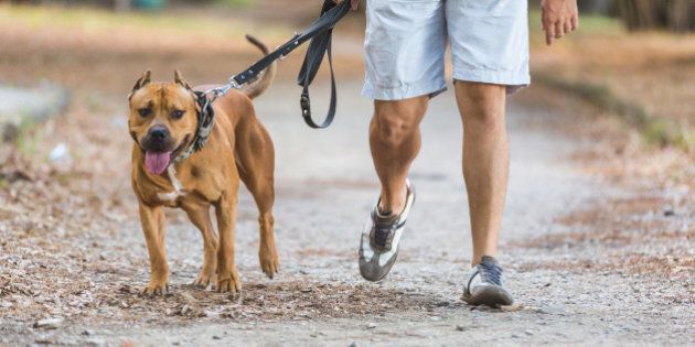 Man walking with his dog at park. Close up view on dog and on the legs of the man holding it on leash.