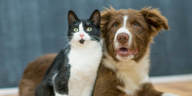 A puppy and a kitten sit closely to one another, patiently waiting for instruction.