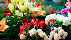 Plaidoyer d'un fleuriste avalé par le