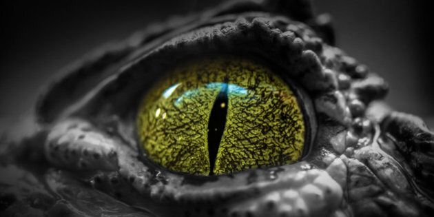 Eye af a crocodile