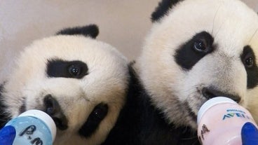 Mignon Mignon