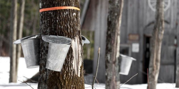 maple trees in spring for maple syrup