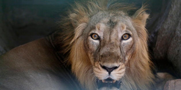 An Asiatic lion reacts from its enclosure at the Kamala Nehru Zoo on a hot summer day in Ahmadabad, India, Saturday, May 14, 2016. Much of India has been suffering from a heat wave for weeks along with a severe drought that has decimated crops, killed livestock and left at least 330 million Indians without enough water for their daily needs. (AP Photo/Ajit Solanki)