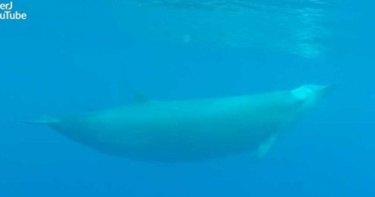 La baleine à bec de True une espèce très rare filmée pour la première fois (VIDÉO) HuffPost La baleine à bec de True une espèce très rare filmée pour la première fois (VIDÉO) HuffPost
