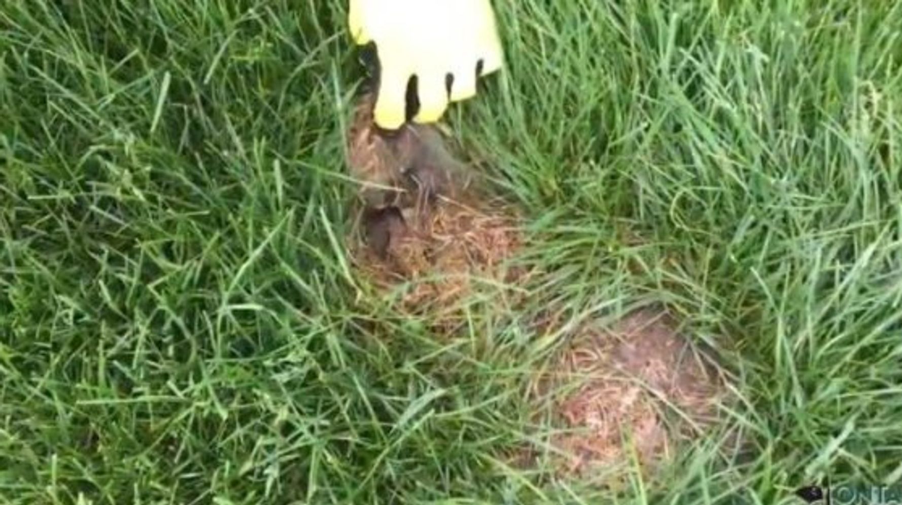 Que faire lorsque vous laissez votre lapin sur la pelouse