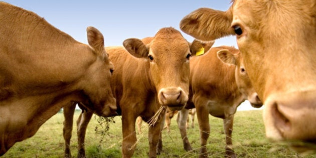 Group of curious cows munching on hay.