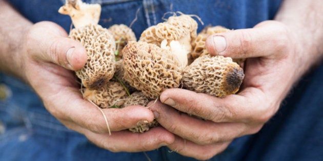 Morel Mushrooms growing in grass and held by a man's hands