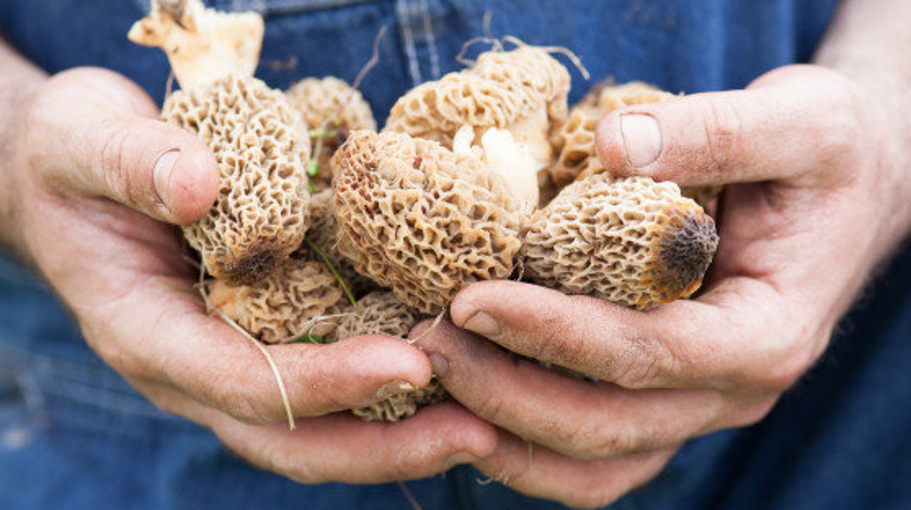 Une «ferme» de champignons en pleine métropole québécoise