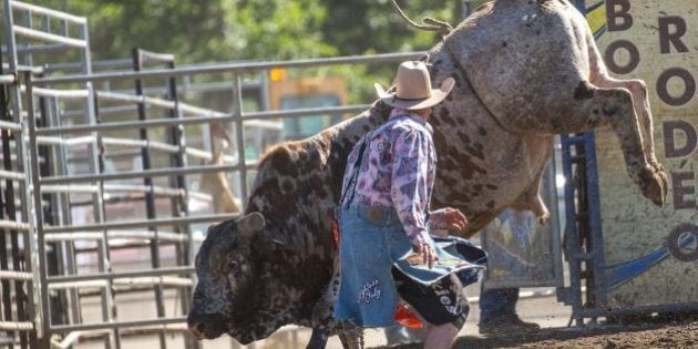 A member of a rodeo safety staff preparing to calm an angry bull.