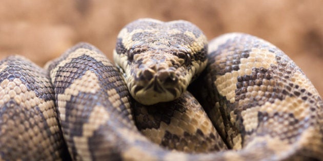 Carpet python - Morelia spilota variegata