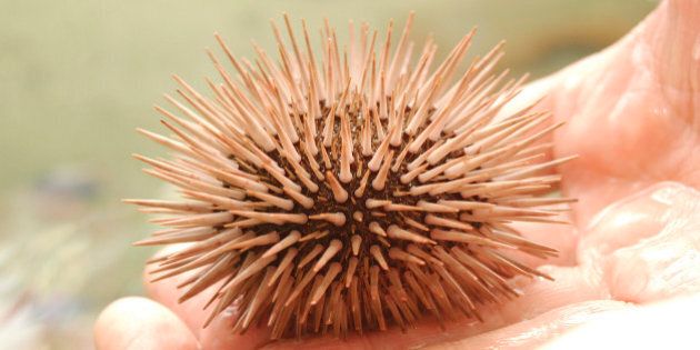 Hands holding sea urchin