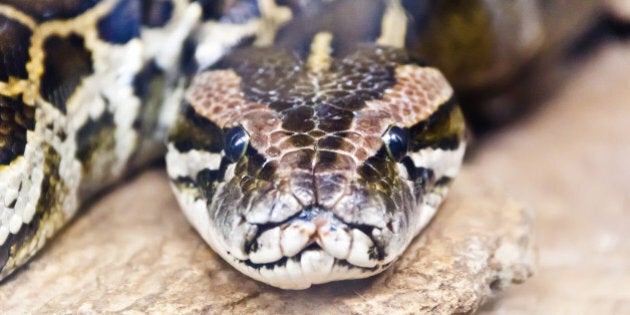 Photo of reticulated python head in full face