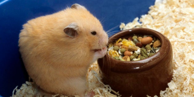 Golden hamster (Mesocricetus auratus) eating mixture of seeds and cereals in cage. (Photo by: Arterra/UIG via Getty Images)