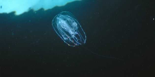 Ctenophore, unidentified, family, Eucharidae, drifting with the current, Waterfall Bay, Tasmania, Australia (Photo by: Auscape/UIG via Getty Images)