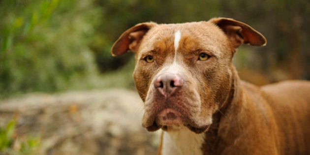 American Pitbull Terrier head shot with reeds and rock on the background.